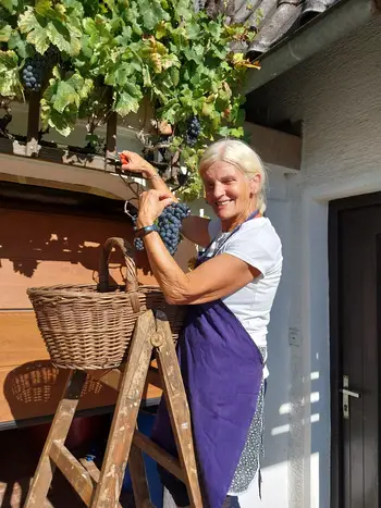 Trgatev potomke najstarejše trte v Podvinu