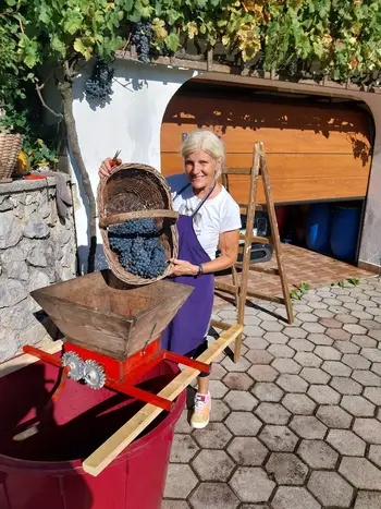 Trgatev potomke najstarejše trte v Podvinu