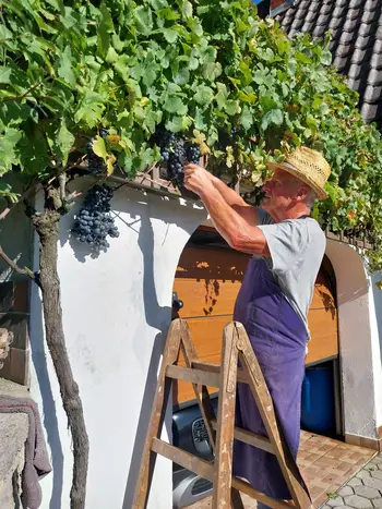 V Pirhovem vinogradu so potrgali grozdje potomke najstarejše trte na svetu