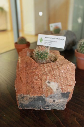 Cactus carstica Cactus carstica