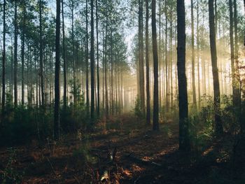 Poziv lastnikom gozdov za vložitev zahtevka za izplačilo donosa od prodaje lesa na protipožarnih presekah na območju požarišča na Krasu
