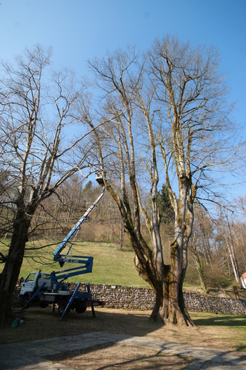 Grajska lipa je neprecenljiva