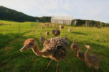 Butajnova ima novo pridobitev Butajnova ima novo pridobitev