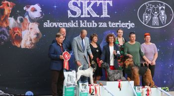 Razstava terierjev prava paša za oči in ušesa