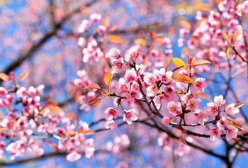 Pomladni glasovi 2017 - Glasilo Občine Miren - Kostanjevica