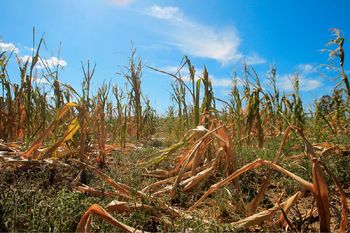 Rok za prijavo škode na kmetijskih pridelkih po suši 2017 podaljšan do 8. 9. 2017