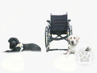 Pes pomočnik za gibalno ovirane osebe