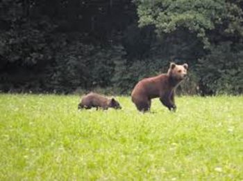 OPOZORILO – medved