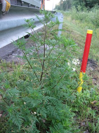 Poziv k zatiranju ambrozije