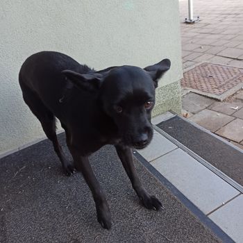 Pri Osnovni šoli Vransko tava izgubljen kuža