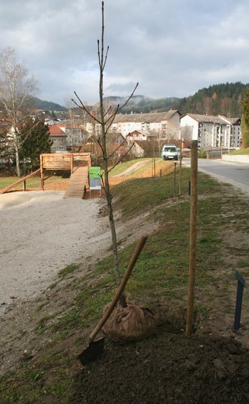 POSADITEV DREVESA GENERACIJE 2016/2017