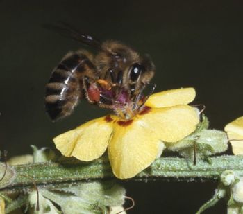 ČEBELARSKA ZBIRKA ODPIRA VRATA