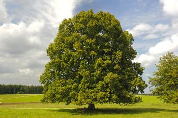 Branje pod krošnjo LIPE pred Domom krajanov Gomilsko