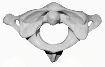 Predavanje atlasprofa Maria Žibreta