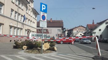  PODIRANJE DREVES NA TRGU IN V PARKU