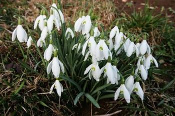 21. MAREC - SVETOVNI DAN POEZIJE IN PRVI POMLADNI DAN