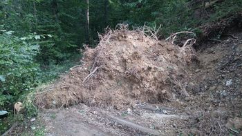 Obrezovanje drevja in vejevja ob kategoriziranih cestah – javnih poteh in lokalnih cestah