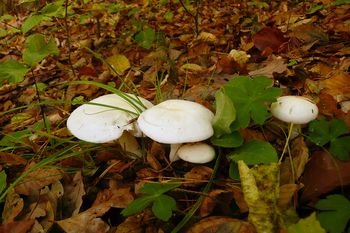 Otvoritev Fotografske razstave upokojencev na Velki