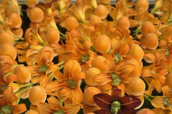 Kresni večer v Parku Pečno