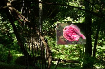 Vrtnice in šipki v Parku Pečno