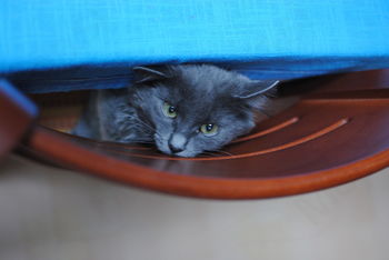 Razpis – zavetišče za zapuščene živali na območju občine v letu 2013