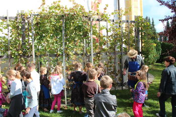 Trgatev v Novi Cerkvi