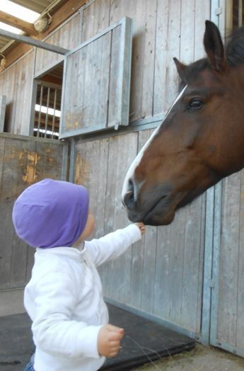 Konjičkove delavnice