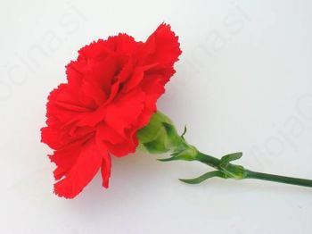 1. maj - praznik dela