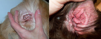 Vnetje zunanjega sluhovoda pri psih