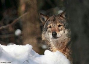 POTOVANJE VOLKA SLAVCA