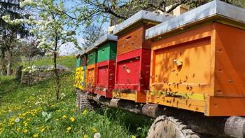 Čebele in opraševanje Čebele in opraševanje