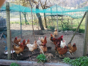 Rejci perutnine, preberite dopolnilno odločbo in zaščitite perutnino!