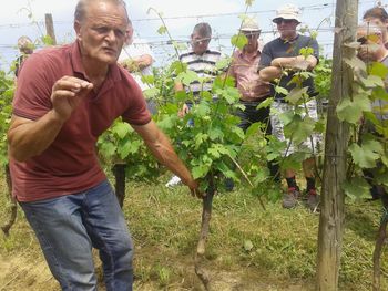 Zelena dela v vinogradu