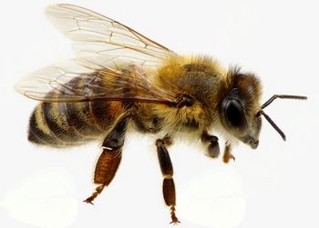 Odločba: Huda gniloba čebelje zalege – zapora območja  