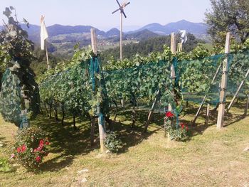 Vojniški vinogradniki na IX. pohodu od kleti do kleti