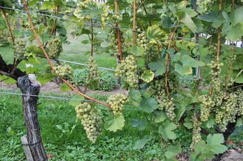 Obvestilo vinogradnikom