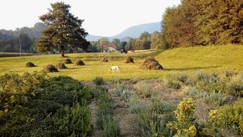 Ekološko kmetovanje je lahko tudi priložnost in eden od nadaljnjih razvojnih ciljev vaše kmetije