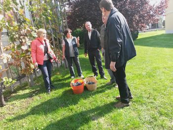 Utrinki s trgatve trte Mihaele v Novi Cerkvi