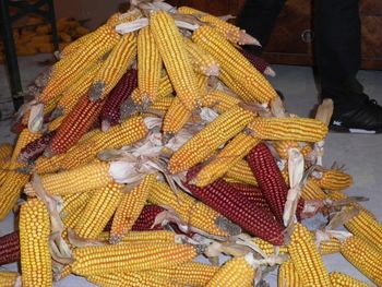 Povabilo na »kožuhanje« koruze na vasi v Novi Cerkvi