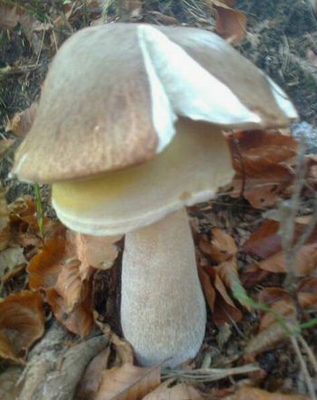 Martinin popolni jesenski dan