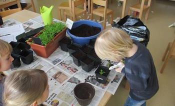 Priprava sadik v Vrtcu Mavrica Vojnik