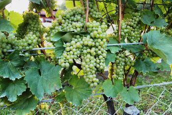 Ne prezrite prognostičnega obvestila: Zatiranje ameriškega škržatka na vinski trti