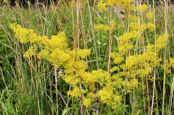 Še je ohranjeno …