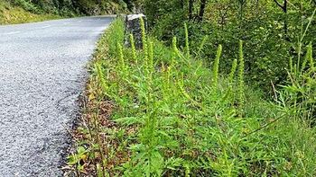 Pomembno obvestilo: Obvezno zatiranje pelinolistne ambrozije