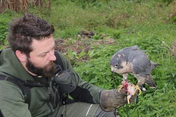 Na »jago« s sokolom selcem Na »jago« s sokolom selcem