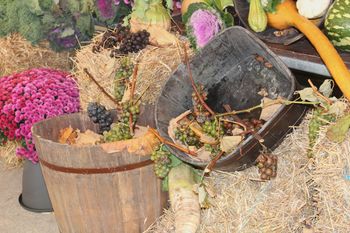 Zbiranje vzorcev za delovno pokušino in delovna pokušina mladega vina Zbiranje vzorcev za delovno pokušino in delovna pokušina mladega vina