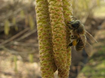 Skupaj stopimo po medoviti (pravi) poti