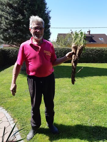 Zanimivosti: Lokalno pridelan hren iz Vojnika