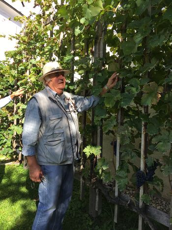 Fotogalerija: Trgatev Mihaele v Novi Cerkvi Fotogalerija: Trgatev Mihaele v Novi Cerkvi