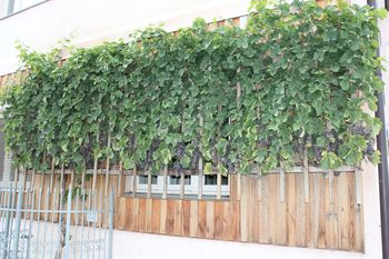 Povabilo: Martinovanje v Vojniku